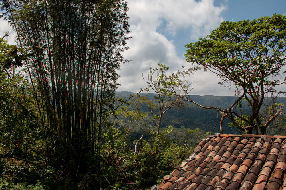 Jonote Weavers - Cuetzalan